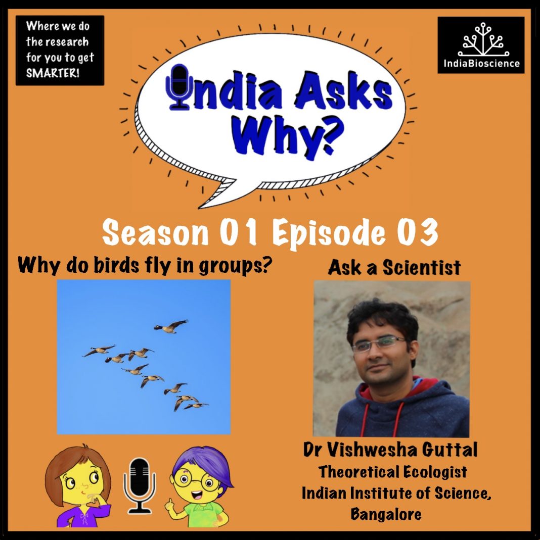 IndiaAsksWhy Ep 3 Why Do Birds Fly In Groups SciTales