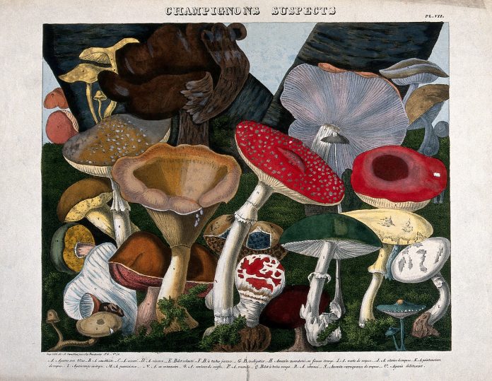 A 1827 lithograph on a variety of fungal species by A. Cornillon after Prieur. Source: Wikimedia Commons